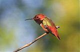 Allen's Hummingbird